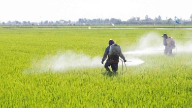 Il glifosato che fine ha fatto?